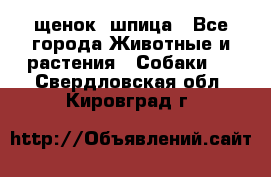 щенок  шпица - Все города Животные и растения » Собаки   . Свердловская обл.,Кировград г.